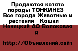 Продаются котята породы ТОНКИНЕЗ - Все города Животные и растения » Кошки   . Ненецкий АО,Волоковая д.